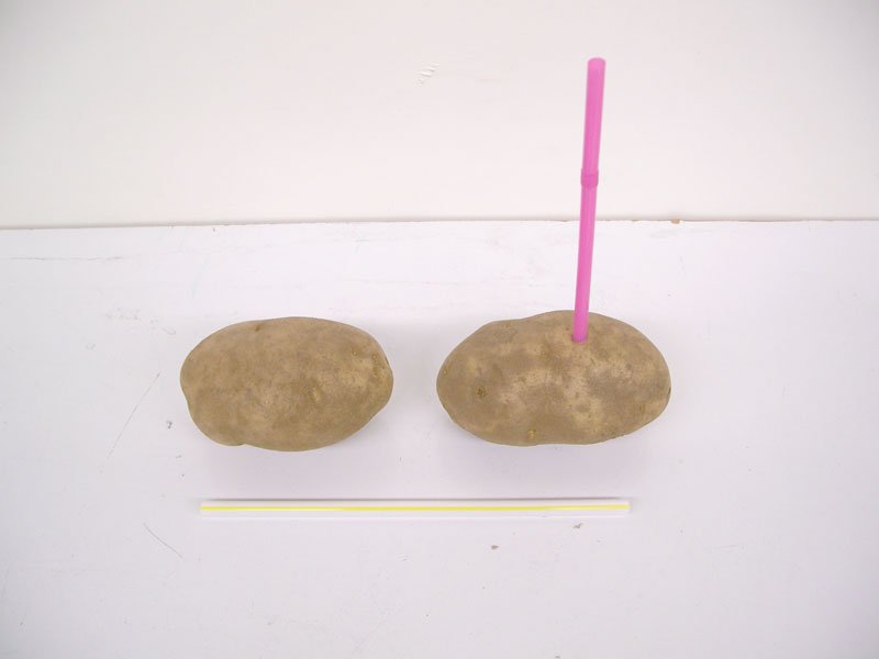 two potatoes, one with a straw driven into it