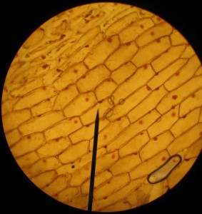 Microscopic View of Cells