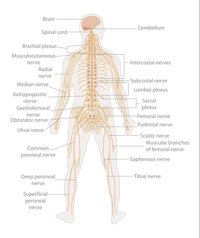 Human Nervous System Diagram
