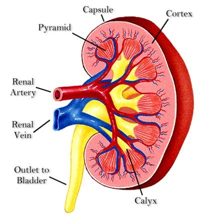 Diagram of Kidney