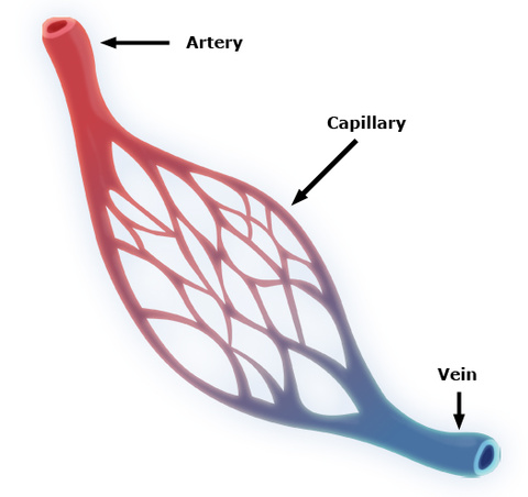 Artery and Vein