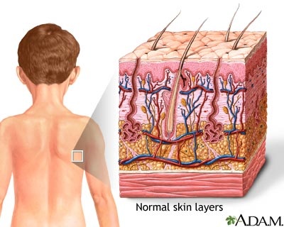 Skin Layers Diagram
