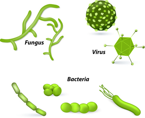 Bacteria, Virus, Fungus