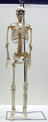Skeleton