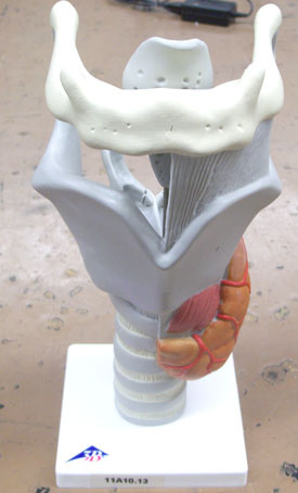 Larynx Anatomy Model
