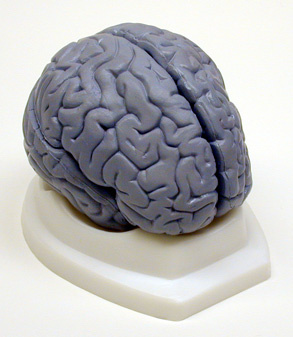 Brain