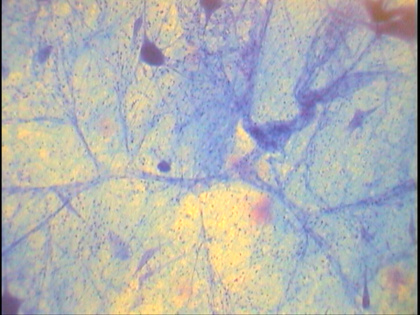 Neurons