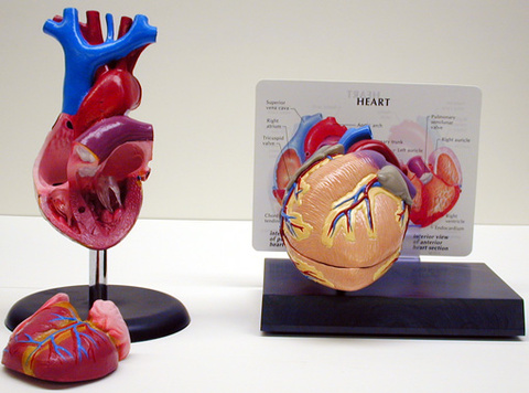 Heart Model and Diagram