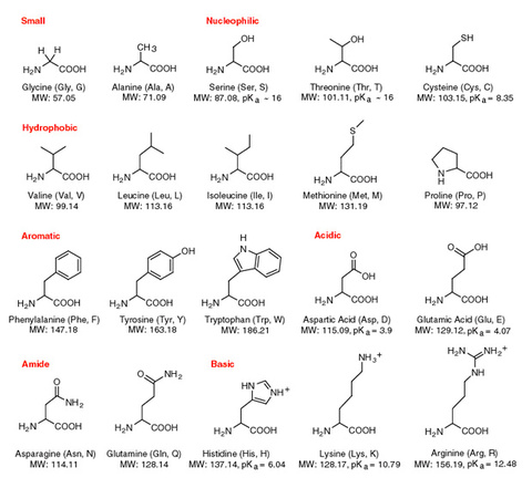 Amino Acids Chart