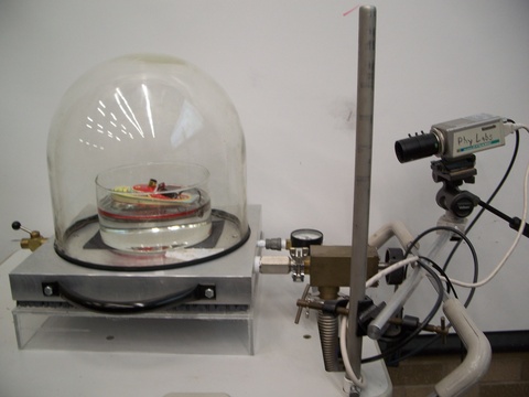 Setup for Buoyancy Paradox Demo 