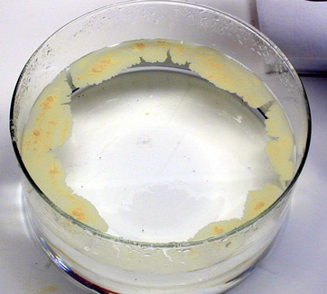 Lycopodium powder drawn away edges of evaporating dish