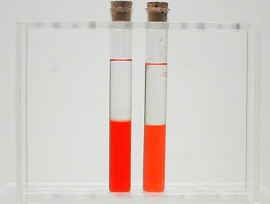 Test Tubes with Fluids in it 