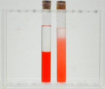 Test Tubes with Fluids in it 