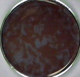 reaction in a petri dish