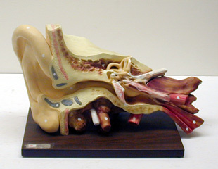 Model of Human Ear
