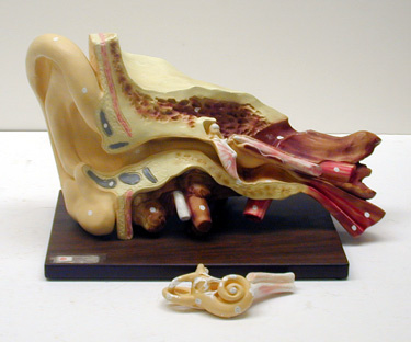 Model of Human Ear