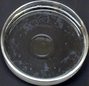 Petri Dish with Oleic Acid
