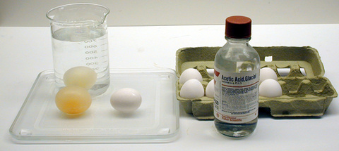 Vinegar (5% Acetic Acid), large eggs, beakers