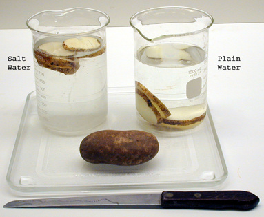 beakers, potatoes