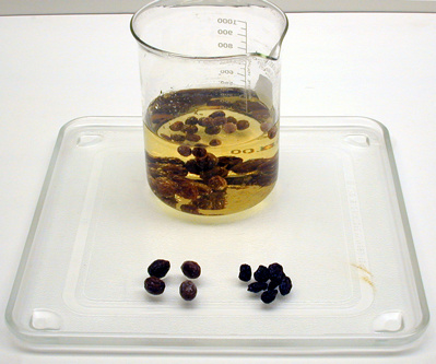 Raisins, Vinegar, and Beaker