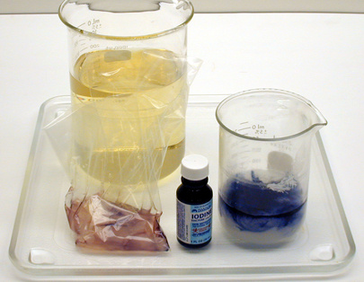 Iodine, Sandwich Bags, and Beakers 
