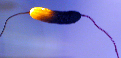 glowing pickle with wires attached