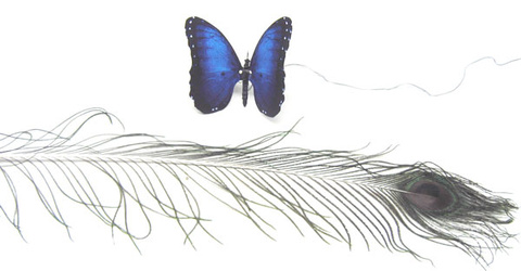 Morpho Butterfly, Peacock Feather