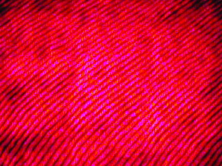 Microscope Slide Image