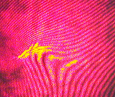 Microscope Slide Image