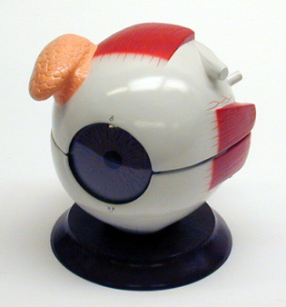 Eye Model