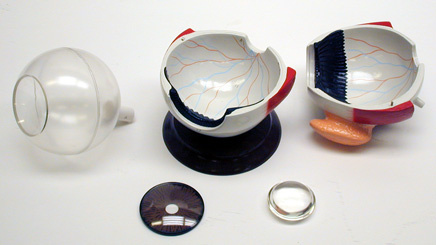 Eye Model