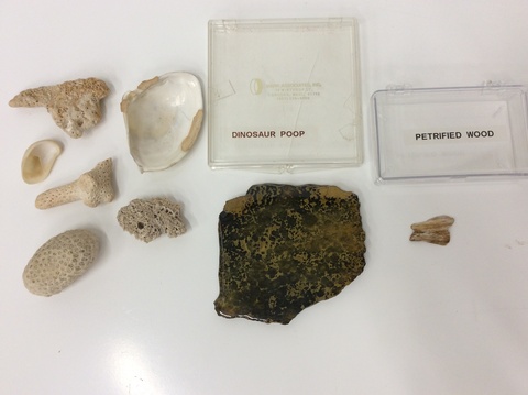 Fossils