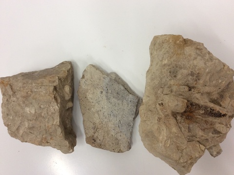 Nautiloids, and Nautiloid Cephalopod Isorthoceras fossiles