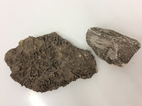 At left = Devonian Age Coral, Right = Petrified wood