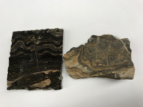 Stromatolite