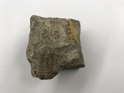Trilobite