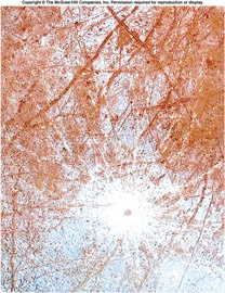 Europa - Impact Crater Pwyll