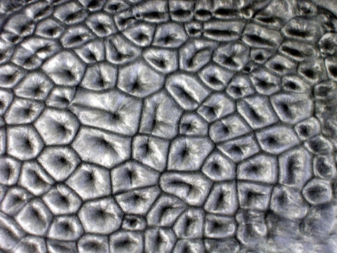  Rayleigh-Bernard Cell